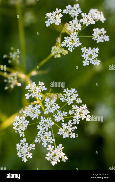 Cow Parsley Leaves Anthriscus Sylvestris Hi Res Stock Photography And