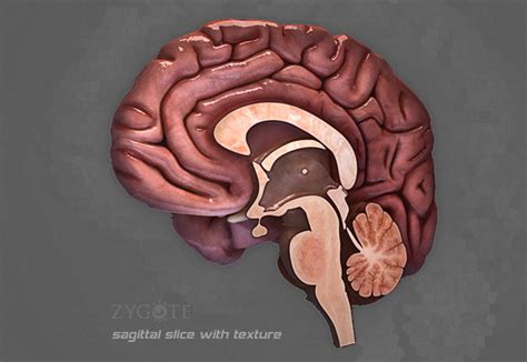 Zygote3d Human Brain Model Medically Accurate