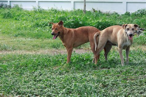 les femmes font lamour avec leur chien chien nouvelles