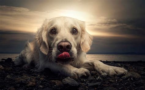 Golden Retriever Close Up Labrador Dogs Coast Pets Cute Dogs