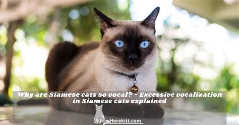 Cats do need that extra space to perch, hide, and move around, and they can benefit … Why are Siamese cats so vocal? - Excessive vocalization in ...