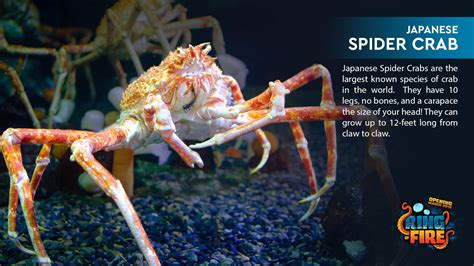 This crab is a decapod crustacean, which belongs to the group of spider crabs, so it is characterized for having a triangular shell and long legs. New Ring of Fire Exhibit Coming to Newport Aquarium in ...
