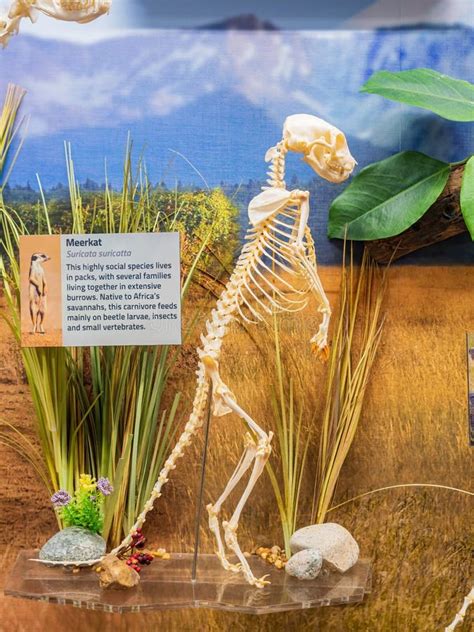 Close Up Shot Of The Meerkat Skeleton In The Museum Of Osteology