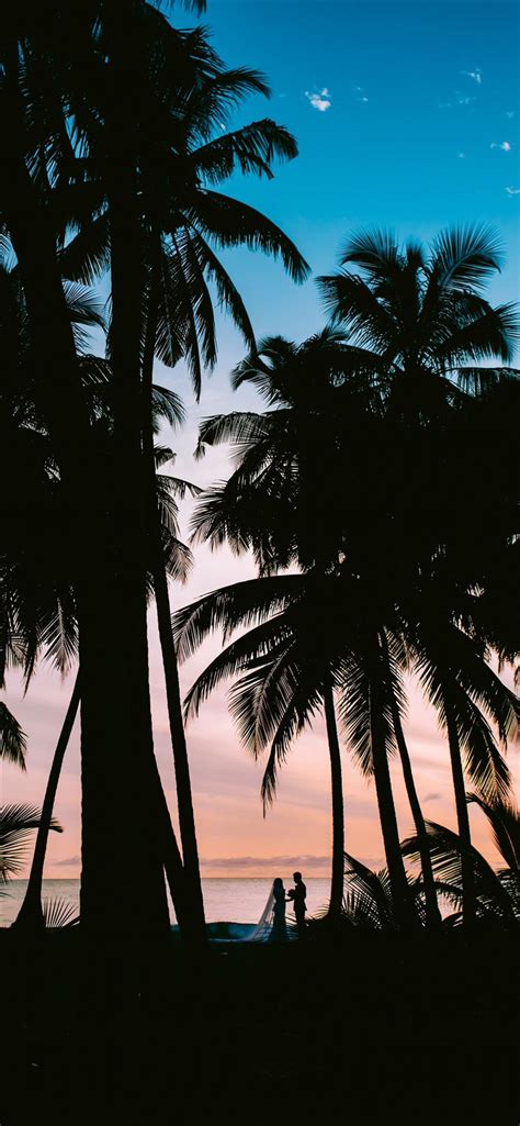 Silhouette Photography Of Coconut Palm Trees Iphone 11 Wallpapers Free