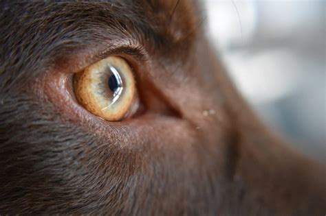 Ce Văd Câinii Descoperă Viața Prin Ochii Câinelui Tău Un Blog Despre
