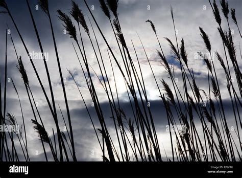Reeds Blowing In The Wind Stock Photo Alamy