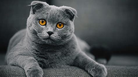 Scottish Fold Cat Wallpapers Images Photos Pictures Backgrounds