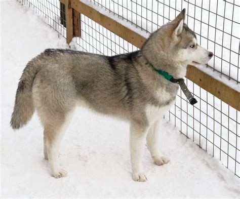 Alaskan Husky Names Dogappy