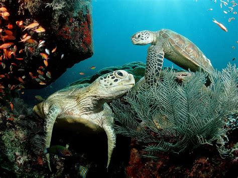 Marine Endangered Species Plants Turtles Swimming Green Turtle