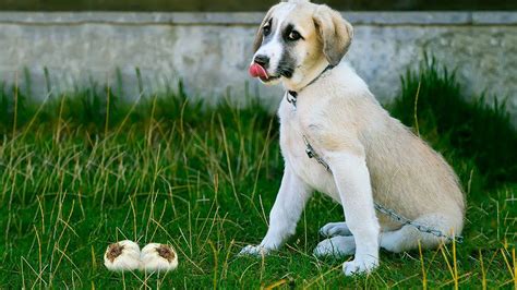 Cats can be addicted to tuna, whether it's packed for cats or for humans. Can Dogs Eat Garlic Or Garlic Bread? Risks & Reasons - Petmoo