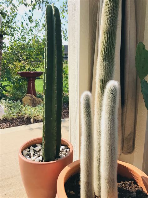 They are very waterwise and some can be easily grown from a single pad. How to Pot a Large Cactus - Life Love Larson