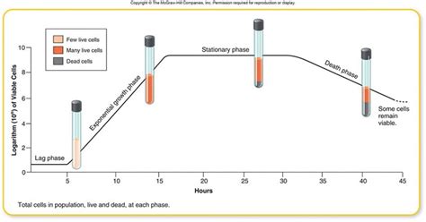 Bacterial Growth Curve And Its Significance