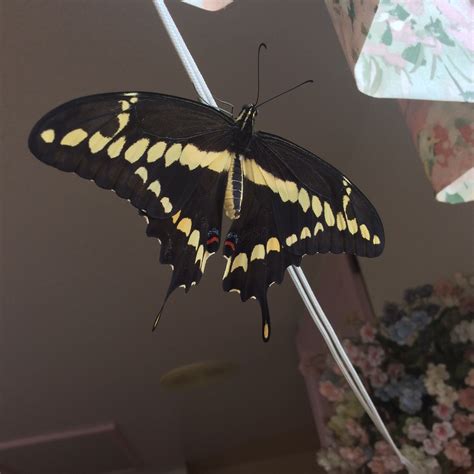Just Emerged Giant Swallowtail Butterfly Butterfly