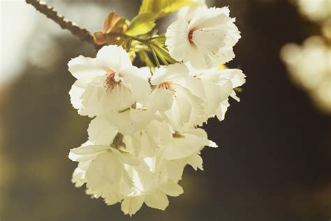 Free Images Branch White Leaf Flower Petal Bloom Food Spring