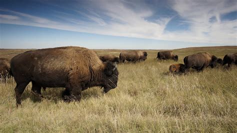 Free Images Bison Buffalo Herd American 1
