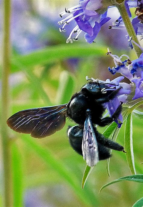 The Violet Carpenter Bee Xylocopa Violacea Hubpages