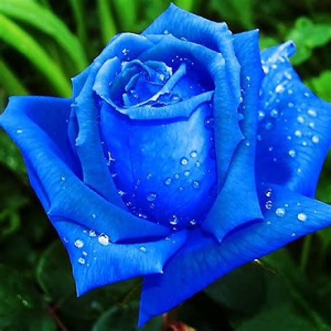 Голубые Розы Картинки Красивые Telegraph