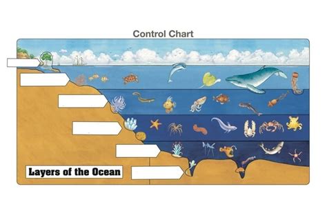 Vocabulary Layers Of The Ocean Diagram Quizlet