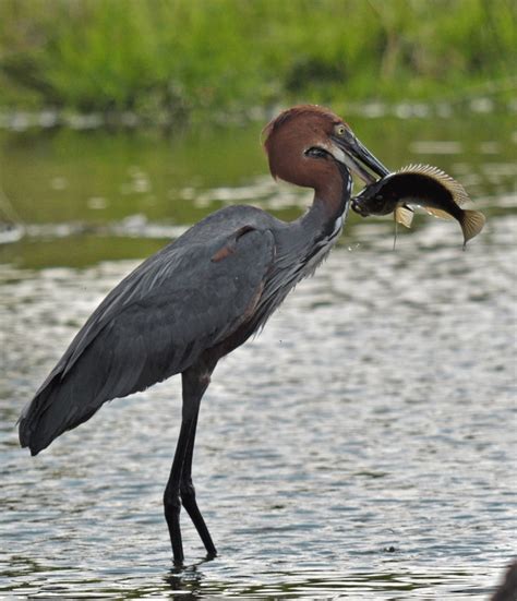 Goliath Heron Bird Facts And Pictures All Wildlife Photographs