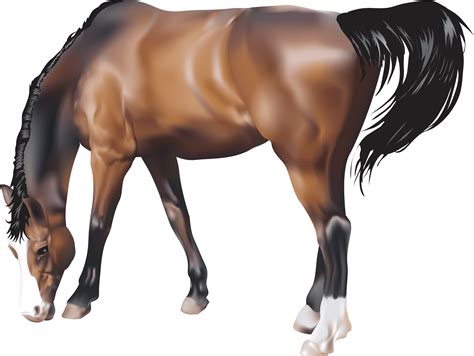 Horse Png Images Transparent Free Download Pngmart