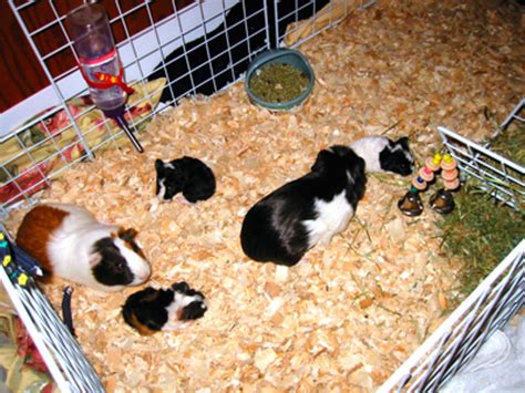 They need hay of a good quality, and most swear to timothy hay because it's rich on nutrition and fibers. Guinea Pig Care - A Beginner's Guide On Caring For A ...