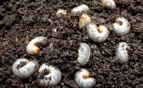 How To Kill Grubs In Your Lawn