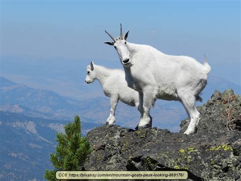 The Spectacular Rocky Mountain Goat Virily