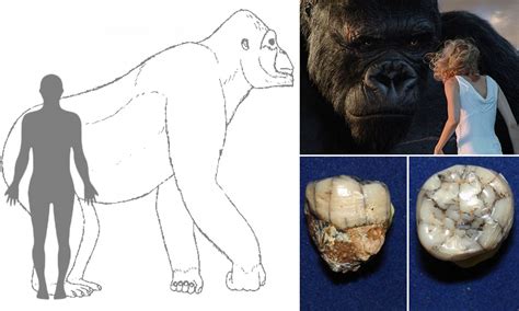 Gigantopithecus Diet Revealed