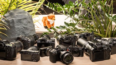 The 7 Best Cameras For Wildlife Photography Summer 2023 Reviews