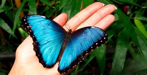 Conoce La Leyenda De La Mariposa Azul