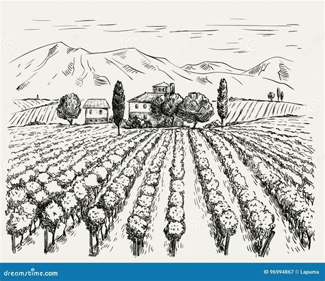 Vineyard And Winery Vector Sketch Drawn By Hand Stock Vector