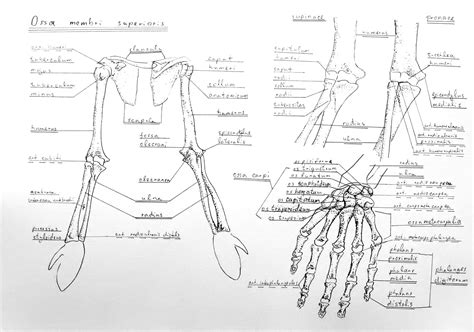 Anatomy Of The Human Upper Limb A Upper Limb Segments And B