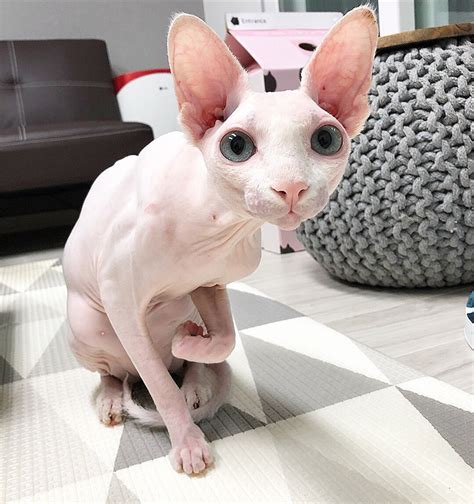 13 Sphynx Babies That Can Charm Even Those Who Dont Like Cats