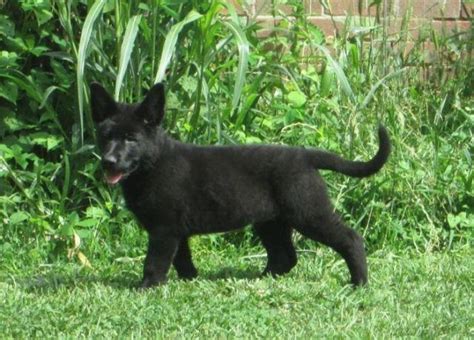 Akc Solid Black And Blue Sable German Shepherd Puppies For Sale In