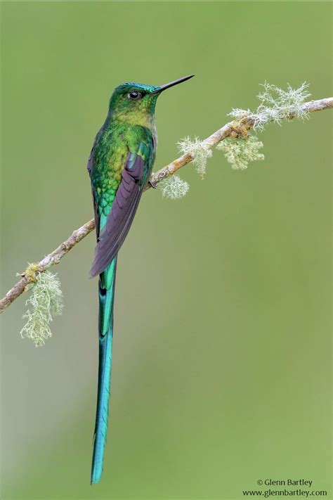 The Violet Tailed Sylph Aglaiocercus Coelestis Is A Long Tailed