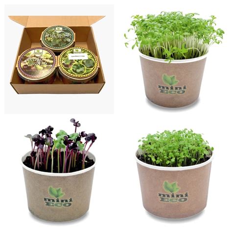 Minieco Microgreens Growing Kit For Garden Cress Watercress Etsy Uk
