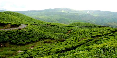Best Places To Visit In Munnar Kerala Tourism 2023