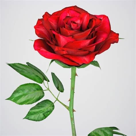 Realistic 3d Rose Flower Low Poly Cgtrader