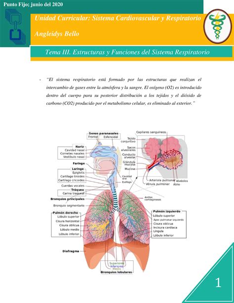 Tema Iii Estructuras Y Funciones Del Sistema Respiratorio El