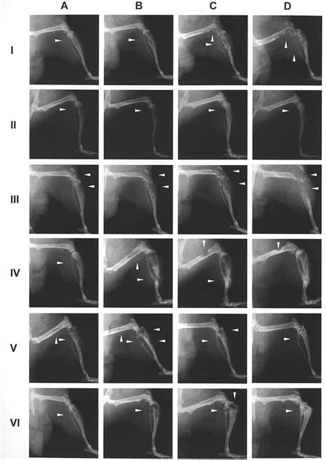 Radiographic Comparison Of Lytic Lesions In The Right Hind Leg Of Nude