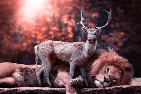 Download hd minimalist wallpapers best collection. Lion Deer, HD Animals, 4k Wallpapers, Images, Backgrounds ...