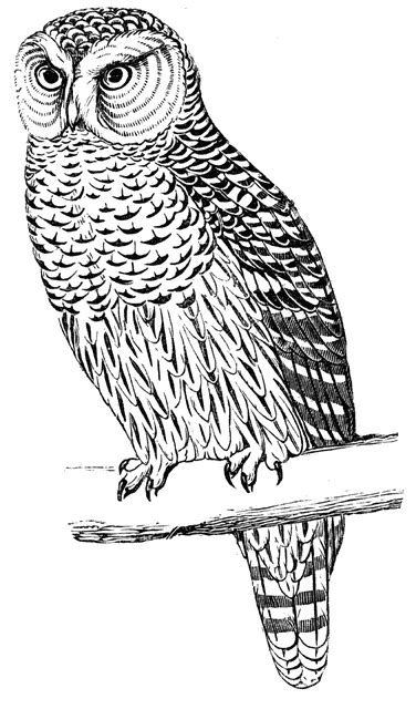 Jul 23, 2020 · your child should know the basic physical properties that lead to menstruation. Hawk Owl | ClipArt ETC