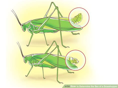 How To Determine The Sex Of A Grasshopper Steps Withsexiz Pix