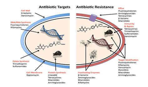 Staphylococcus Aureus Antibiotic