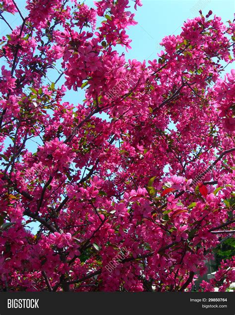 Hot Pink Flowering Trees In Spring Stock Photo And Stock Images Bigstock