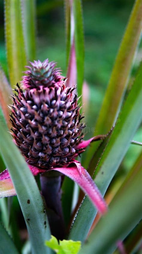 Baby Pineapple In The Garden Plantation Stock Image Image Of Grocery
