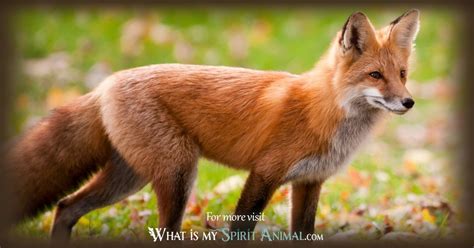 Fox Symbolism And Meaning Spirit Totem And Power Animal