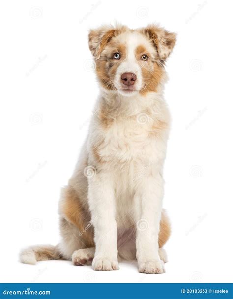Australian Shepherd Puppy 35 Months Old Stock Image Image Of Length