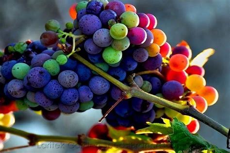 The Infamous Rainbow Grapes Are They Real ~ Coctsite