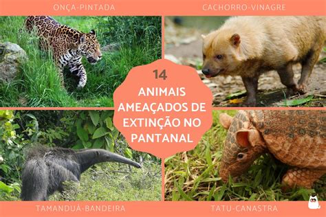 animais em extinção no Pantanal motivos e o que pode ser feito